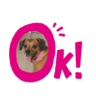愛犬ピノちゃん2（個別スタンプ：6）