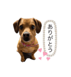 愛犬ピノちゃん2（個別スタンプ：8）