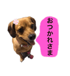 愛犬ピノちゃん2（個別スタンプ：9）