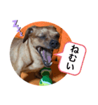 愛犬ピノちゃん2（個別スタンプ：10）