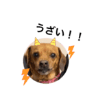 愛犬ピノちゃん2（個別スタンプ：11）