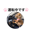 愛犬ピノちゃん2（個別スタンプ：13）
