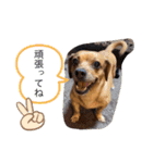 愛犬ピノちゃん2（個別スタンプ：15）