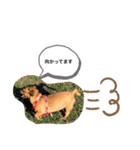 愛犬ピノちゃん2（個別スタンプ：17）