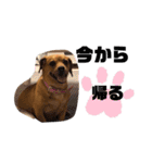 愛犬ピノちゃん2（個別スタンプ：19）