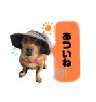 愛犬ピノちゃん2（個別スタンプ：20）