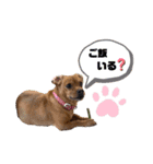 愛犬ピノちゃん2（個別スタンプ：21）
