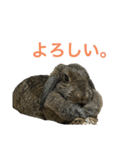 モリー ザ バニー（個別スタンプ：3）