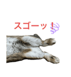 モリー ザ バニー（個別スタンプ：5）