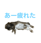 モリー ザ バニー（個別スタンプ：6）