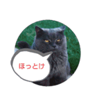 猫の一言フレーズ（個別スタンプ：10）