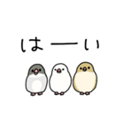 文鳥のぶんちゃんズ（個別スタンプ：34）
