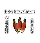 野菜ですが何科？④（個別スタンプ：2）