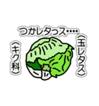 野菜ですが何科？④（個別スタンプ：16）