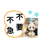 たけしの スタンプ その21（個別スタンプ：1）