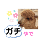 たけしの スタンプ その21（個別スタンプ：18）