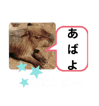 たけしの スタンプ その21（個別スタンプ：19）