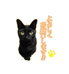 黒猫かぐら（個別スタンプ：1）