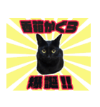 黒猫かぐら（個別スタンプ：16）