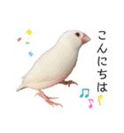 毎日使えるうちの子スタンプ(猫・文鳥)（個別スタンプ：2）