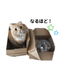毎日使えるうちの子スタンプ(猫・文鳥)（個別スタンプ：4）