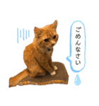 毎日使えるうちの子スタンプ(猫・文鳥)（個別スタンプ：6）