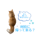 毎日使えるうちの子スタンプ(猫・文鳥)（個別スタンプ：7）