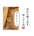 毎日使えるうちの子スタンプ(猫・文鳥)（個別スタンプ：8）