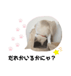 毎日使えるうちの子スタンプ(猫・文鳥)（個別スタンプ：9）