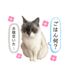 毎日使えるうちの子スタンプ(猫・文鳥)（個別スタンプ：10）