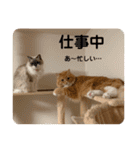 毎日使えるうちの子スタンプ(猫・文鳥)（個別スタンプ：13）