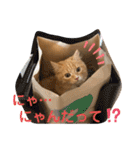 毎日使えるうちの子スタンプ(猫・文鳥)（個別スタンプ：20）