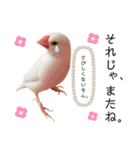 毎日使えるうちの子スタンプ(猫・文鳥)（個別スタンプ：24）