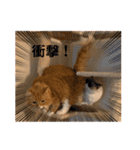 毎日使えるうちの子スタンプ(猫・文鳥)（個別スタンプ：29）