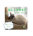 毎日使えるうちの子スタンプ(猫・文鳥)（個別スタンプ：35）