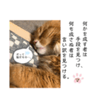 毎日使えるうちの子スタンプ(猫・文鳥)（個別スタンプ：38）