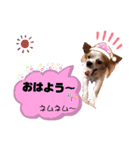 チワワのほのぼのクーピーの挨拶編（個別スタンプ：1）