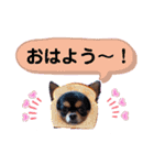 チワワのほのぼのクーピーの挨拶編（個別スタンプ：2）