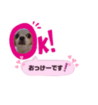チワワのほのぼのクーピーの挨拶編（個別スタンプ：15）