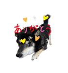 黒柴仁（個別スタンプ：5）