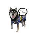 黒柴仁（個別スタンプ：8）
