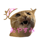 黒柴仁（個別スタンプ：10）