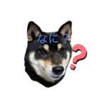 黒柴仁（個別スタンプ：16）