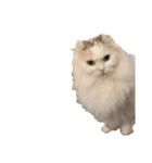 POMU！！！（個別スタンプ：1）