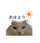 POMU！！！（個別スタンプ：6）