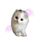 POMU！！！（個別スタンプ：11）
