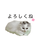 POMU！！！（個別スタンプ：12）