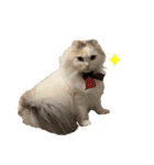 POMU！！！（個別スタンプ：13）
