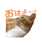 なかまたち②（個別スタンプ：1）