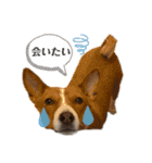 なかまたち②（個別スタンプ：23）